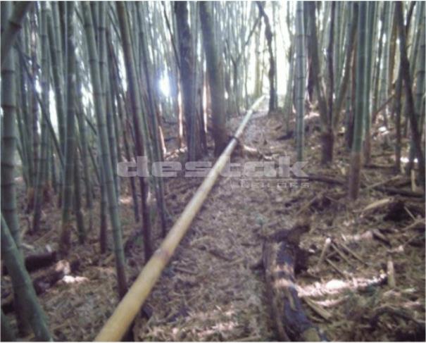 Foto de Sitio Ishimoto em Piedade