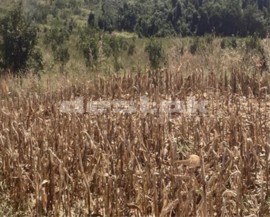 Área de Terras em Sorriso/MT Área de Terras em Sorriso/MT, localizado em Sorriso - MT