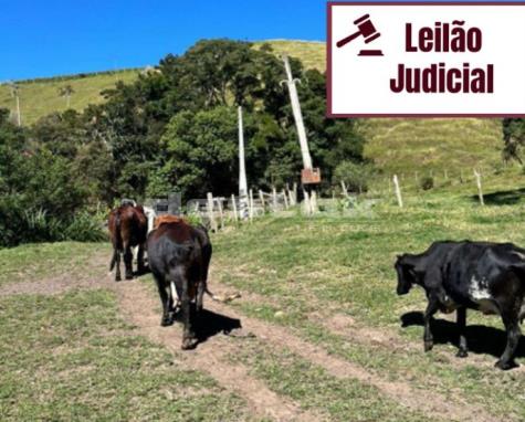 15 vacas e 2 bezerros