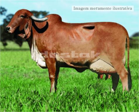 12 Vacas Raça Gir Leiteiras